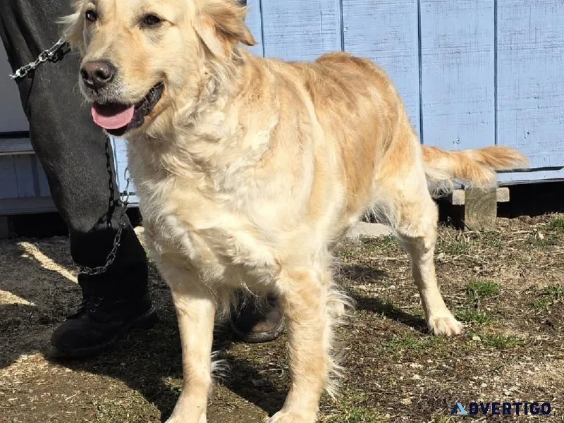 AKC Golden Retriever Sally born 12-30-20 Call 2318212603