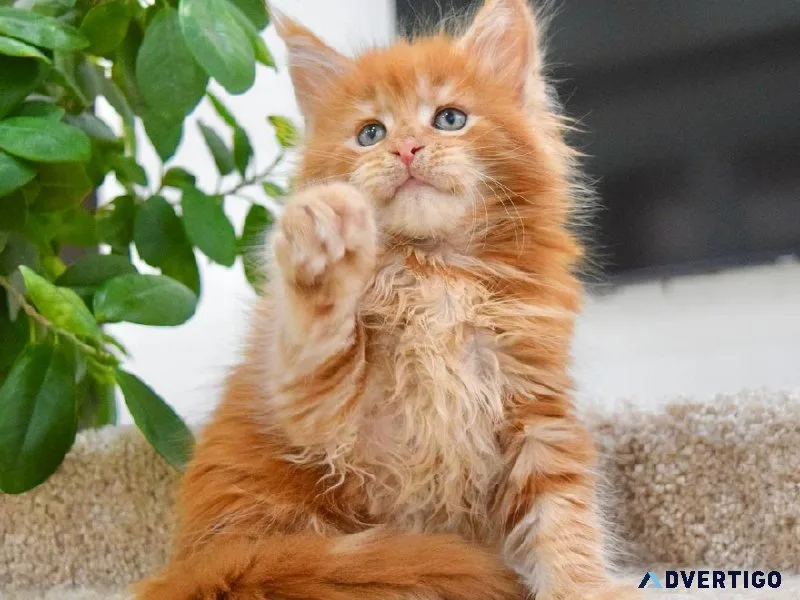 Cute and adorable Maincoon kittens for sale