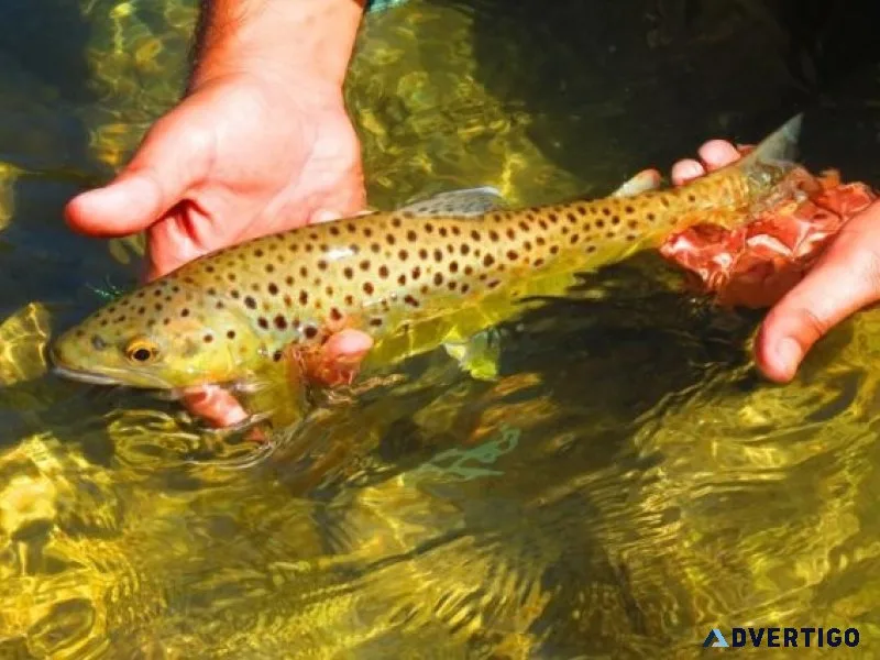Himalayan golden mahseer fishing
