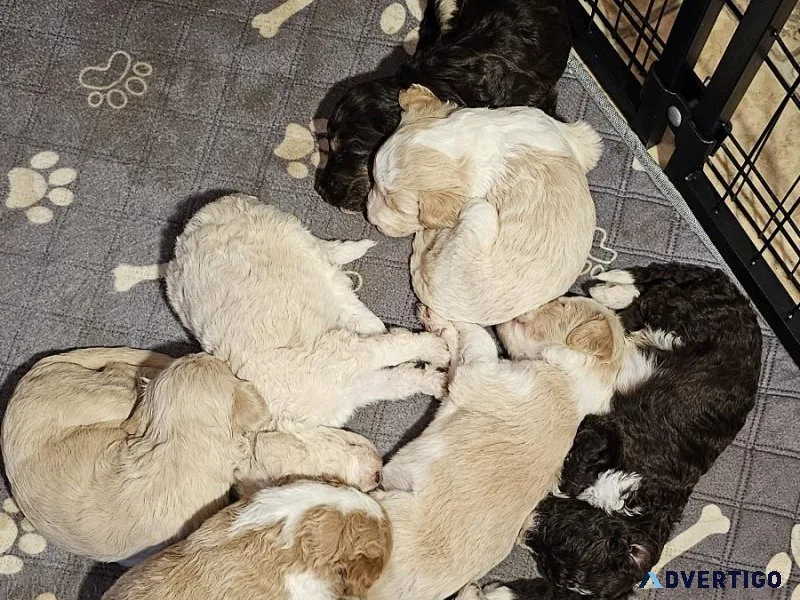 Aussiedoodle Puppies