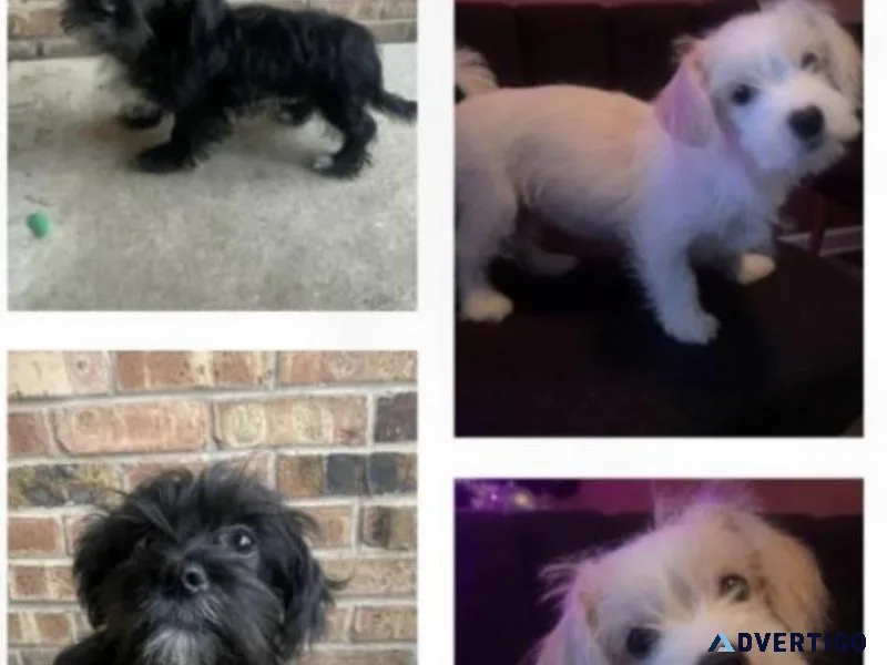 Morkie Poo