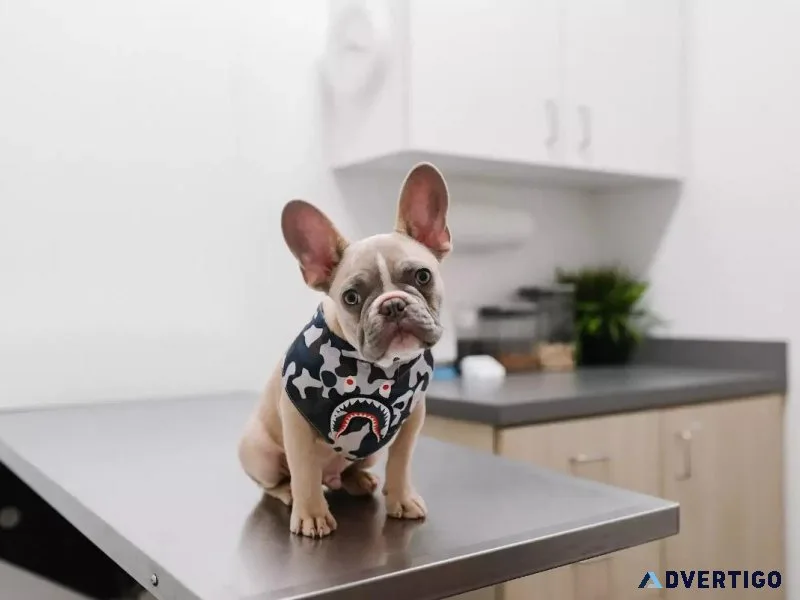 Pet Theft What Every Pet Owner Should Know - Vet in Downey CA