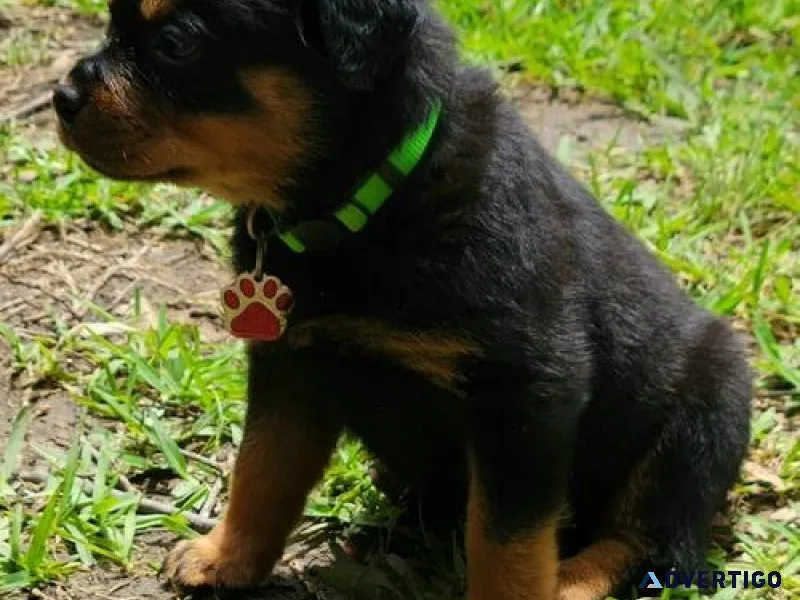 cluttered German rottweiler puppies for good homes