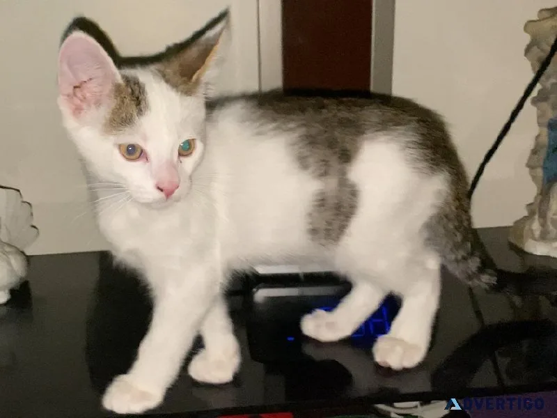 Mixed Male Kitten 2MO