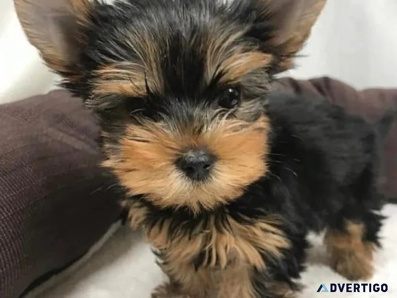 Yorkies for Rehoming