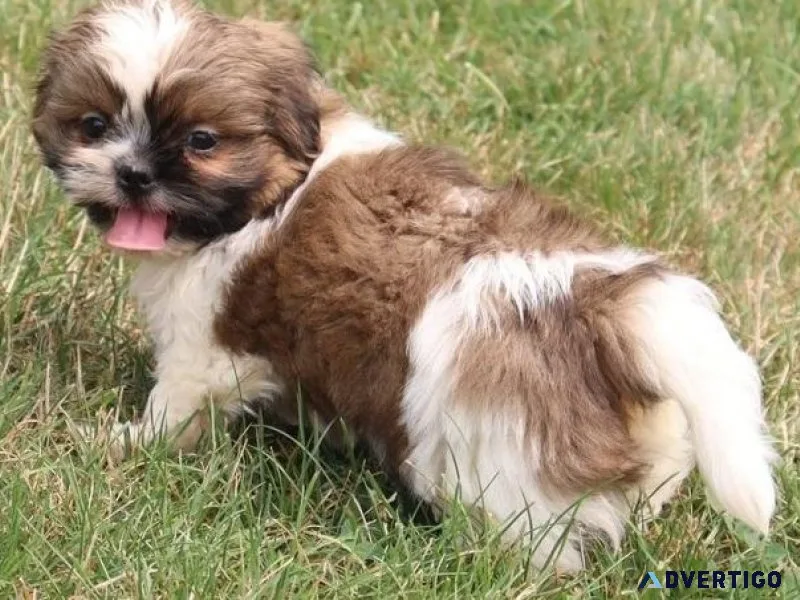 AKC Shih Tzu puppies male and female