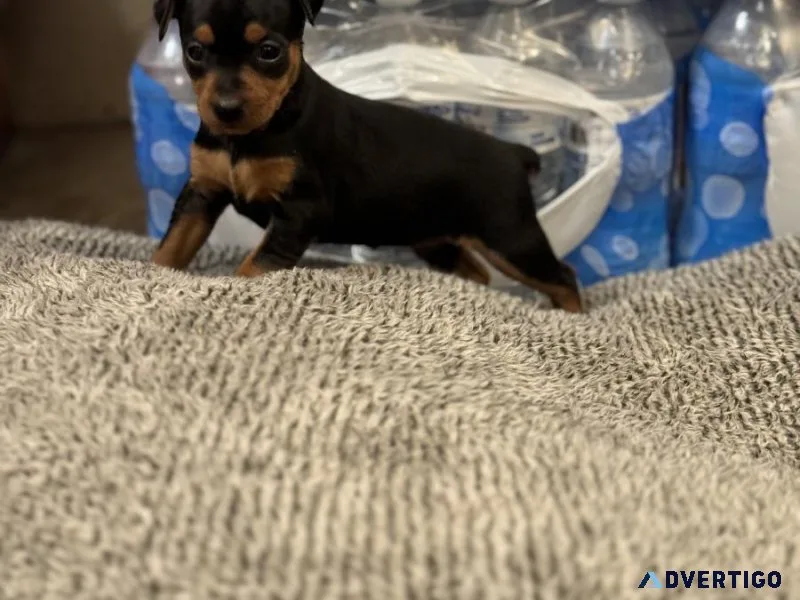 Miniature Pinscher