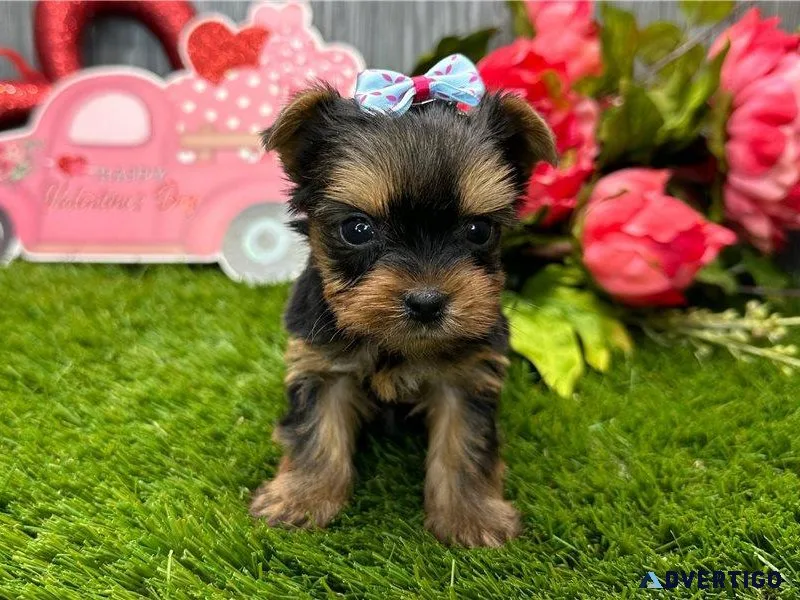 Gorgeous Tiny Yorkie Puppies For Adoption