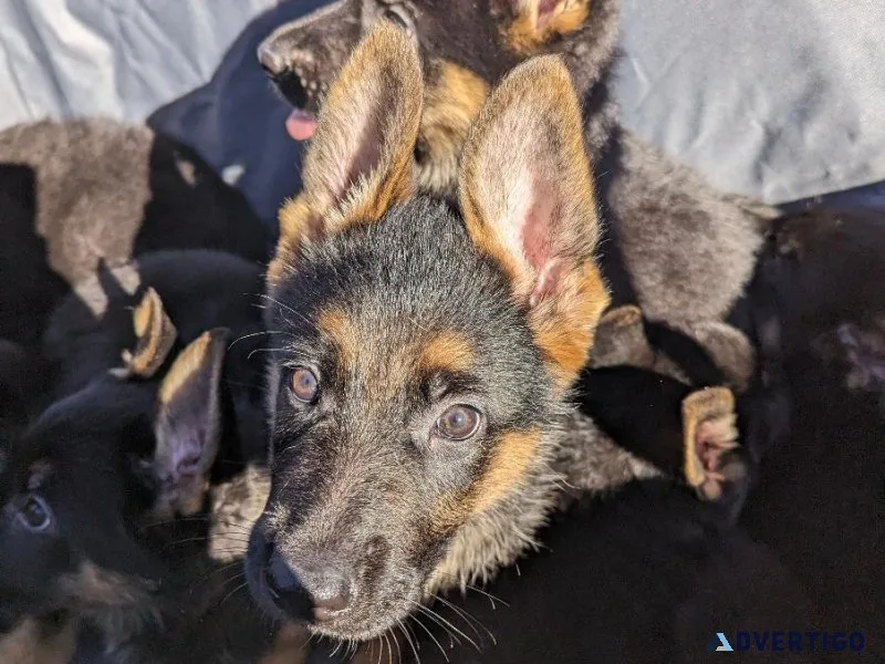 German Shepherd Puppies - MALE