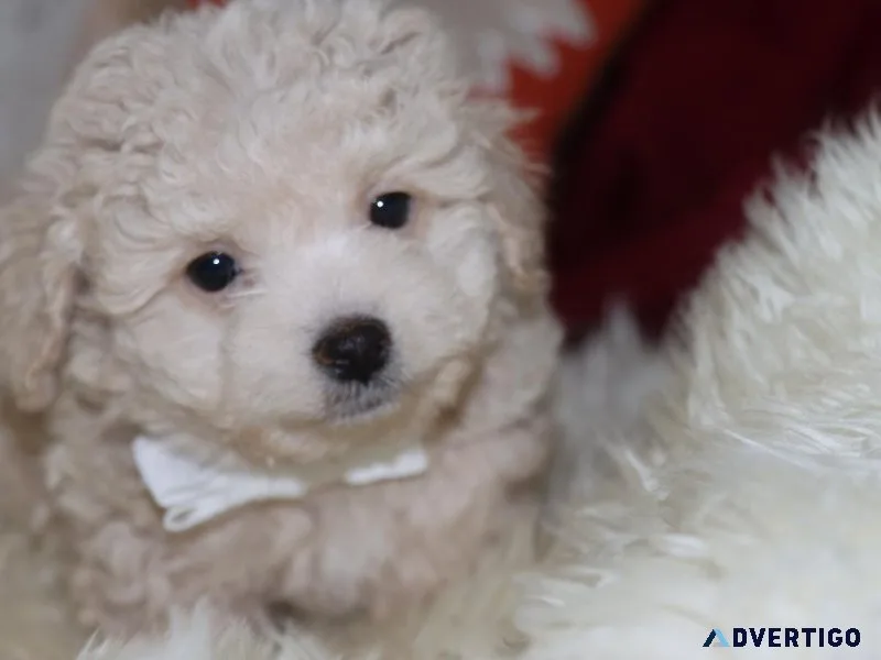 Maltipoo Puppies