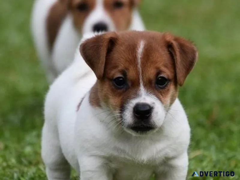 Gorgeous Russell Terrier Puppies