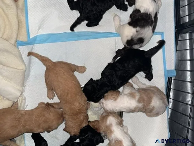 Goldendoodle Puppies