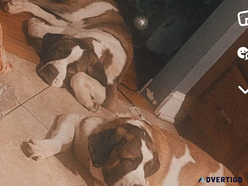 St Bernard puppies