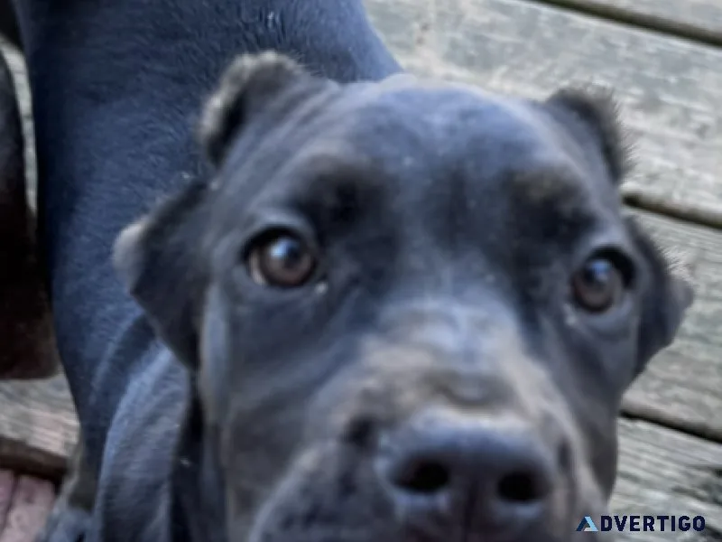 Cane corso pups