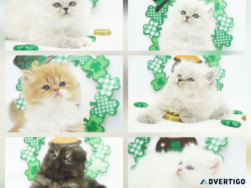 CFA Persian and Himalayan Kittens