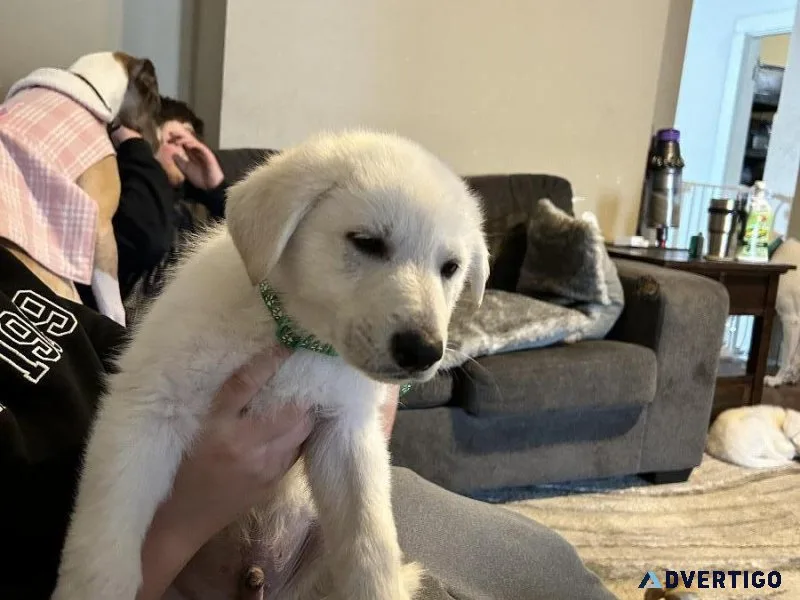 White German Shepherd