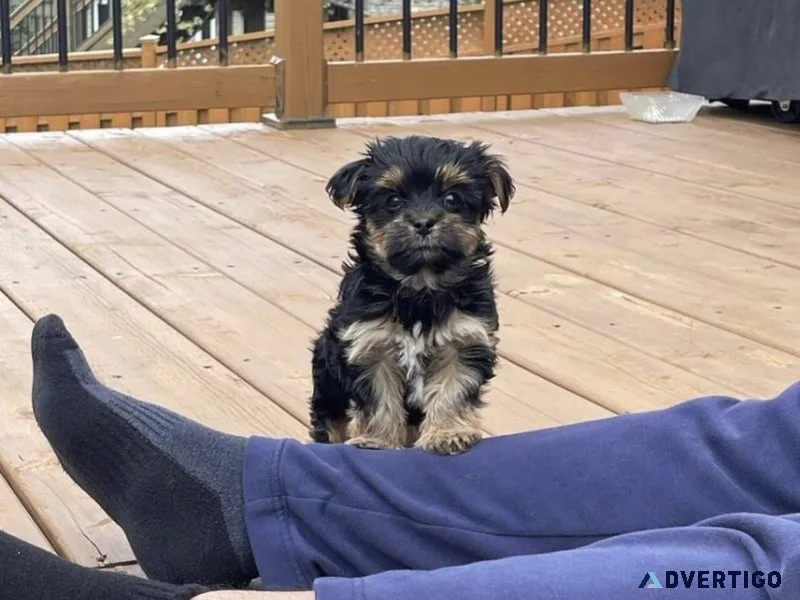 Bouncing male and female yorkie