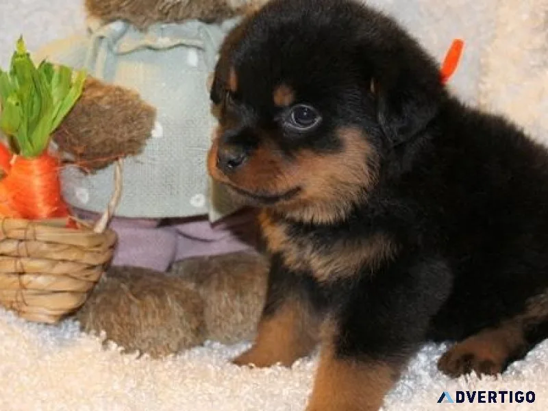 babyish German rottweiler puppies for good homes
