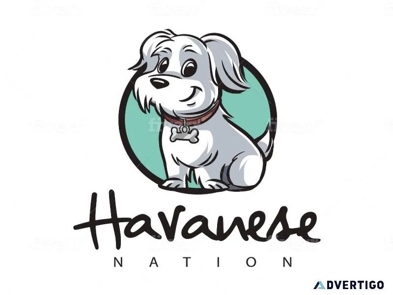 How Much Are Havanese Puppies