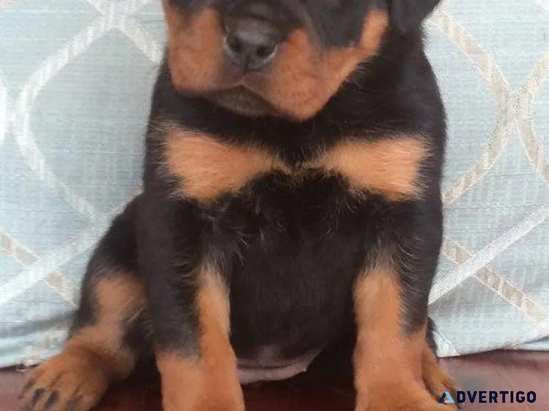 cavernous German rottweiler puppies for good homes