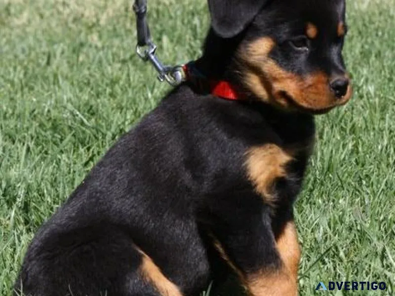 candid German rottweiler puppies for good homes