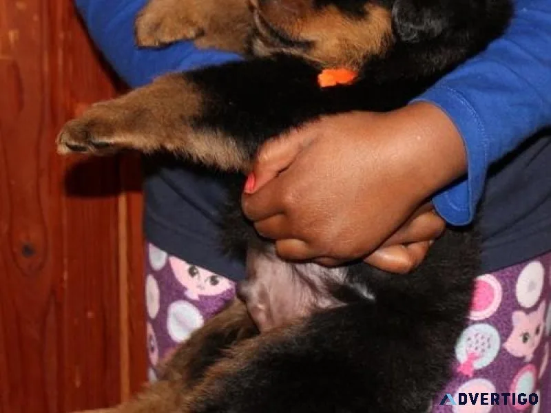 calculating German rottweiler puppies for good homes