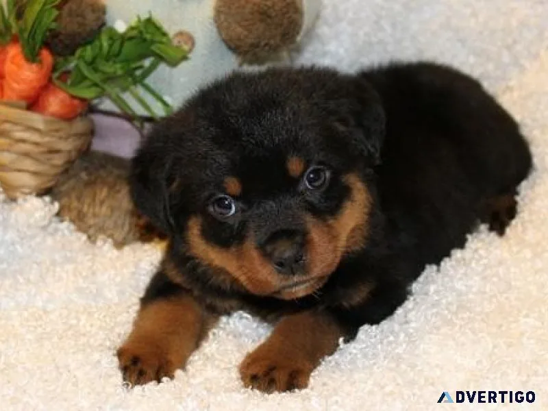 chubby German rottweiler puppies for good homes