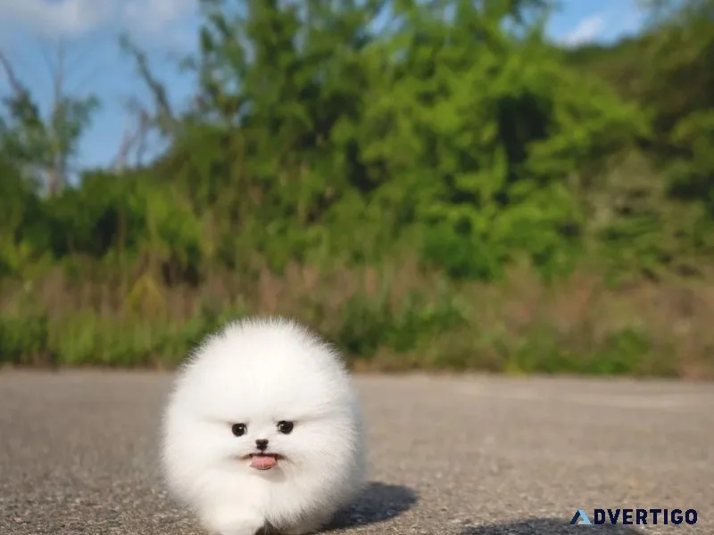 white pomeranian puppy free