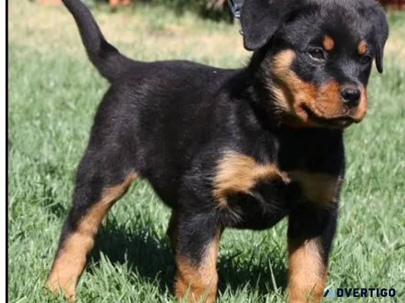 careful German rottweiler puppies for good homes