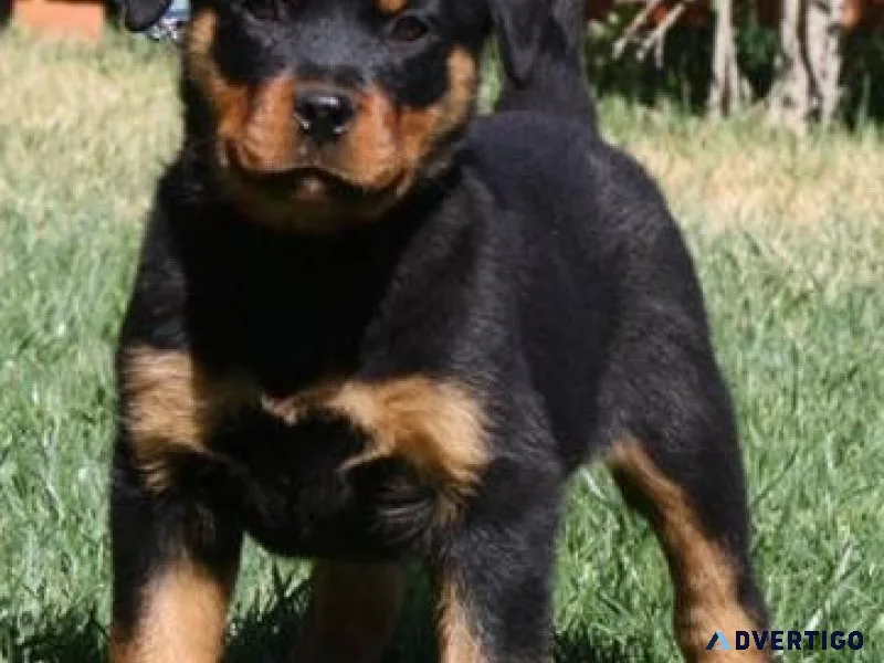 capital German rottweiler puppies for good homes