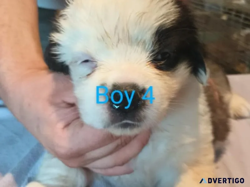 St Bernard puppies