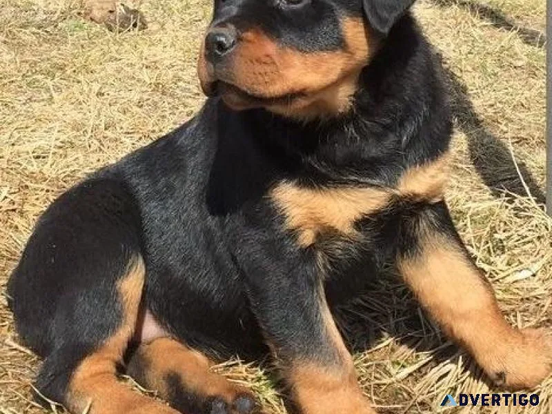 charming German rottweiler puppies for good homes