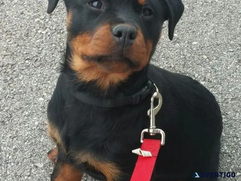 caring German rottweiler puppies for good homes
