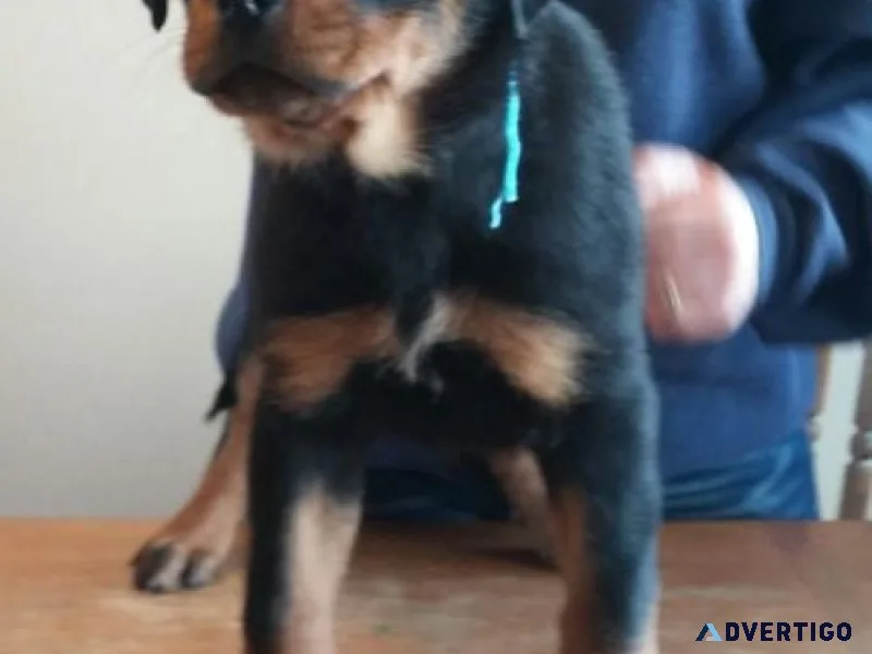 classic German rottweiler puppies for good homes
