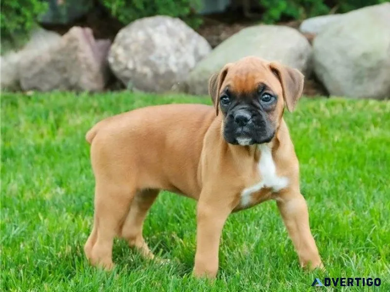 Home raised Boxer Puppies.