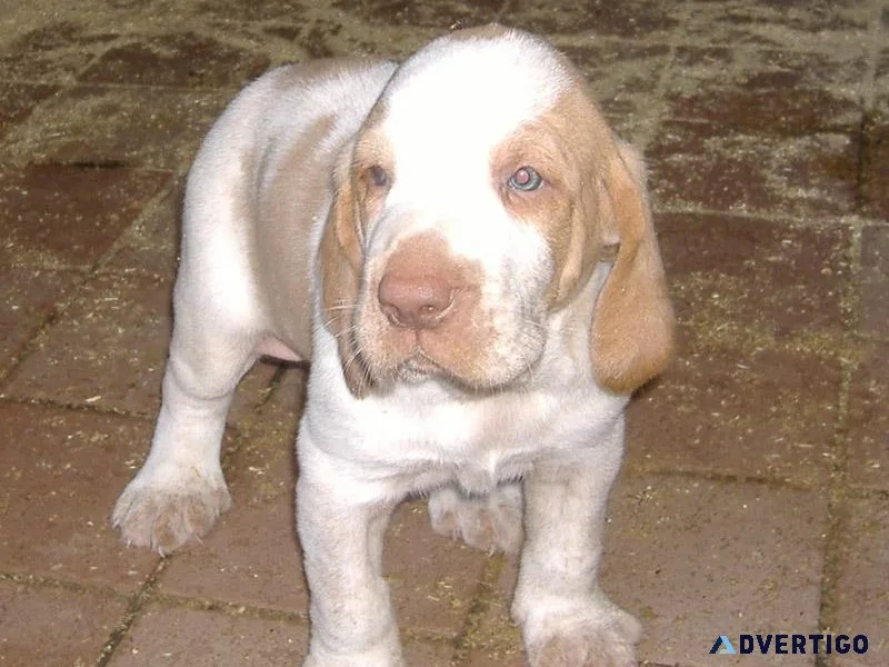 Adorable Bracco Italiano Puppies