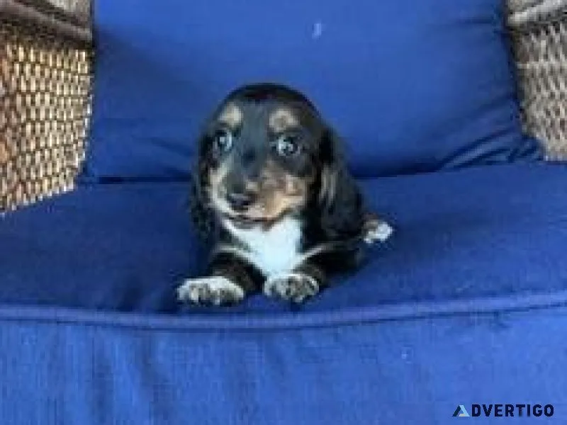Miniature Dachshund Puppies