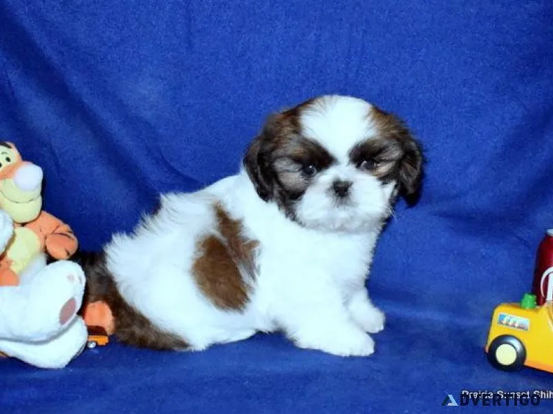 AKC Shih Tzu Males