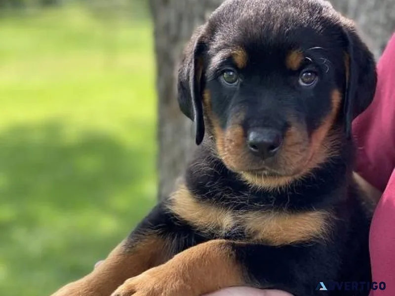 aggressive German rottweiler puppies for good homes
