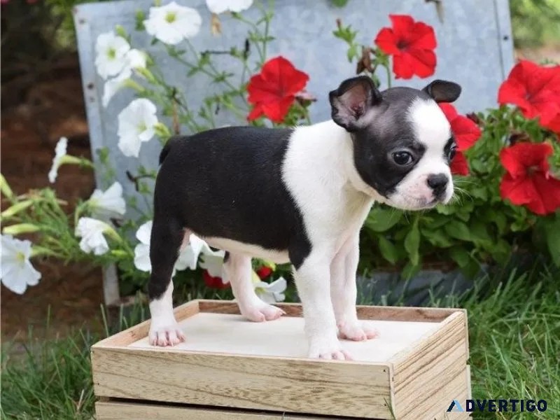 Home raised Boston Terrier Puppies