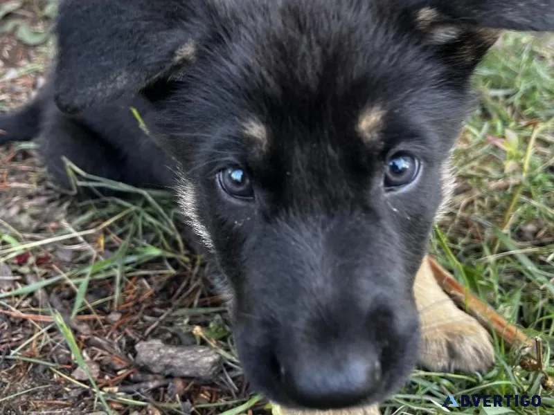 AKC German Shepherd Puppies