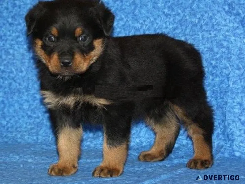 big head German rottweiler puppies for good homes