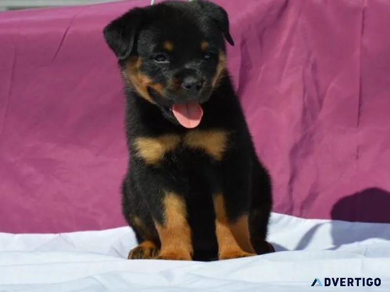 competent German rottweiler puppies for good homes