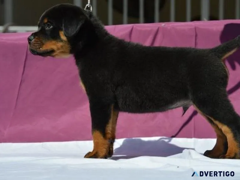 clear-cut German rottweiler puppies for good homes