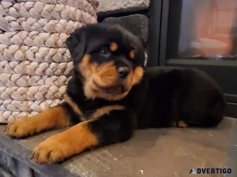 bright German rottweiler puppies for good homes
