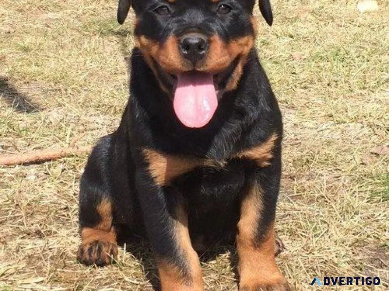 both German rottweiler puppies for good homes