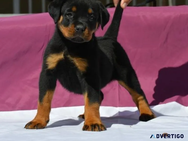 circular German rottweiler puppies for good homes