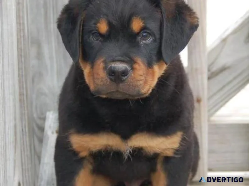 beloved German rottweiler puppies for good homes