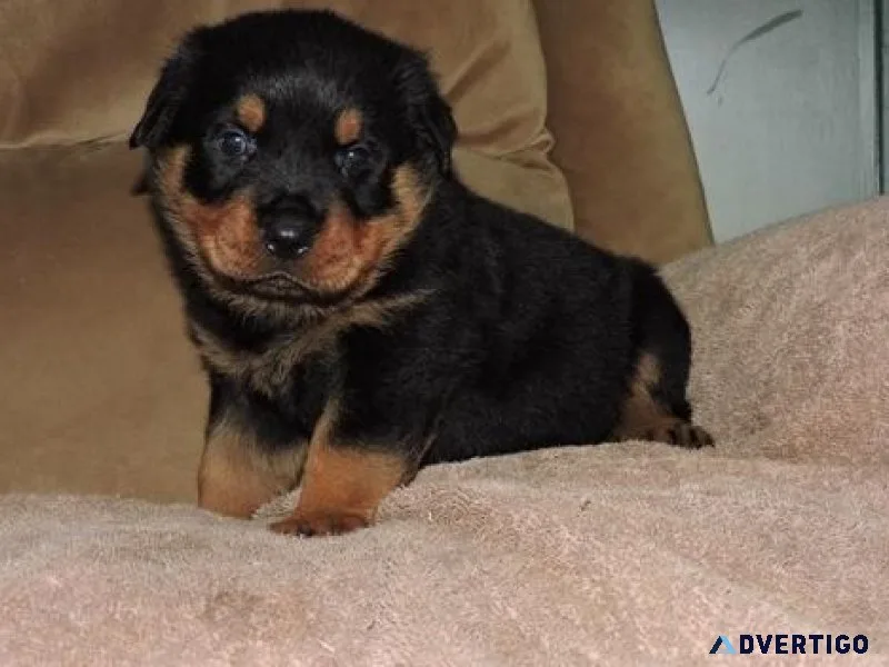 common German rottweiler puppies for good homes