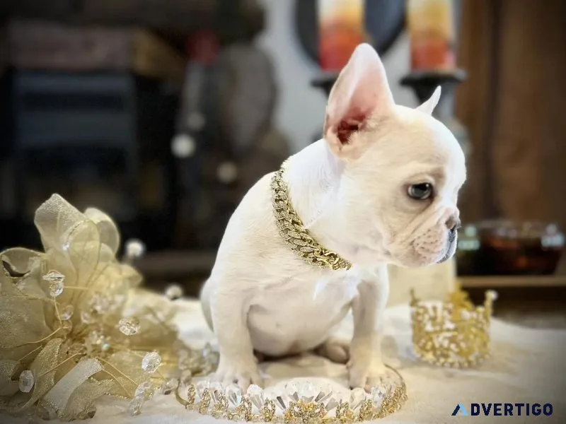 Puppy frenchie Girl